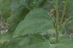 Common sunflower